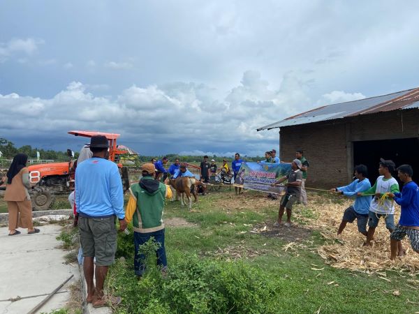 Wujud Syukur Swasembada Pangan, Petani Desa Londrong Potong Sapi di Tengah Sawah