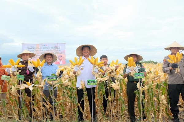 Dukung Kemandirian Pangan, Bupati Bantaeng Panen Perdana Padi Genjah dan Jagung