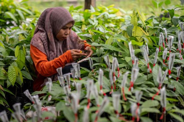 Dana Filantropi Diluncurkan, Perkuat Ketahanan Komunitas Kakao Lokal