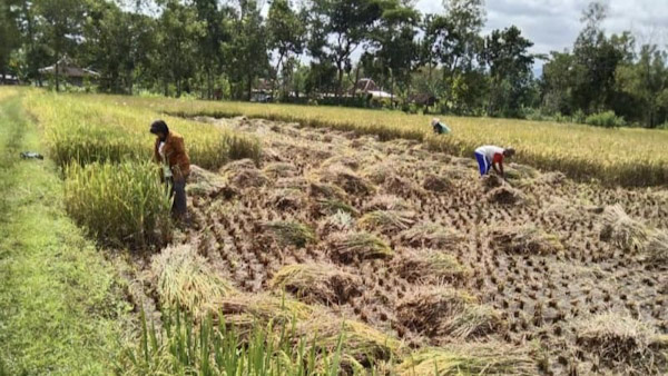 Jelang Puncak Panen, Pemkab Luwu Timur Tegaskan Harga Gabah Tak Boleh di Bawah Rp6.500