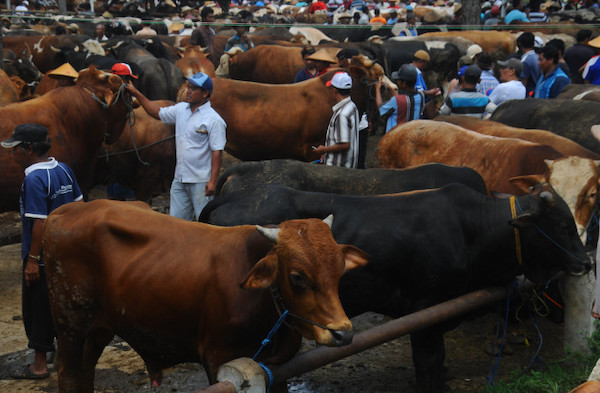 Stok Hewan Kurban Sulsel Dipastikan Cukup Jelang Iduladha